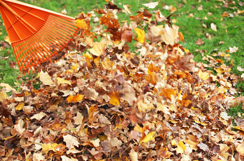 Pourquoi et comment ramasser les feuilles mortes de votre jardin ?