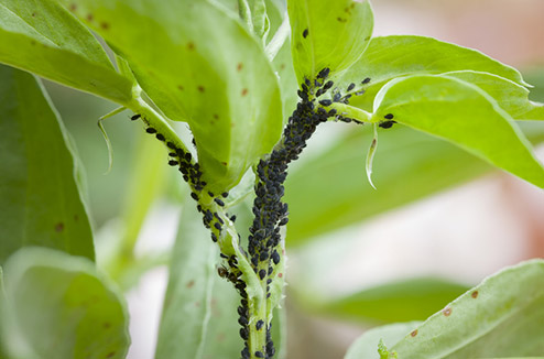 La terre de diatomée permet de se débarrasser des insectes qui envahissent les plantes du jardin.