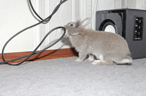 Un lapin en train de ronger un câble