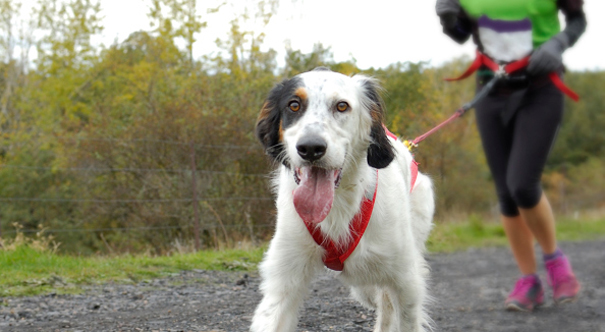 Le canicross : une course avec son chien