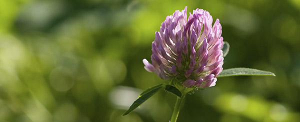 Le trèfle des prés est aussi appelé fleur de trèfle