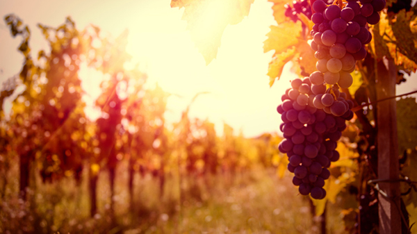 Comment permettre au vin de se bonifier ?