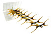 THOMSON ANT 261