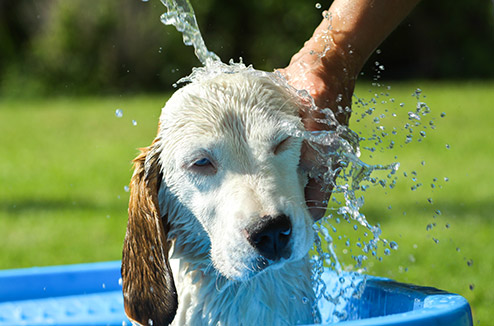 Comment rafraîchir son animal quand il fait chaud ?