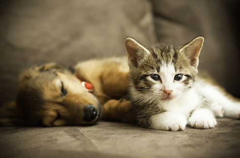 animaux-canape494.jpg