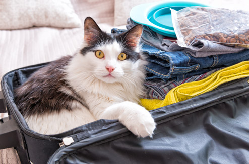 Voyager avec son chat : nos conseils pratiques !