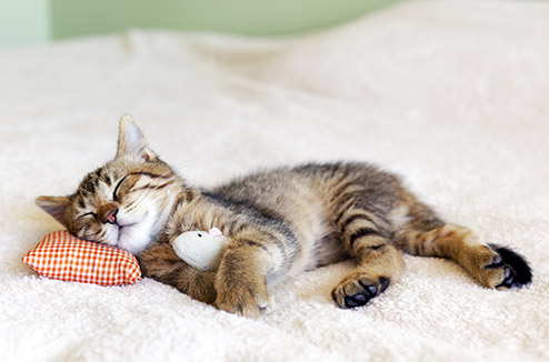Les 8 indispensables pour votre chat/chien