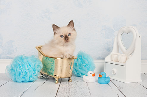 Comment laver son chat ?
