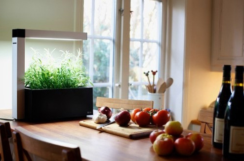 Mon mini potager d’intérieur