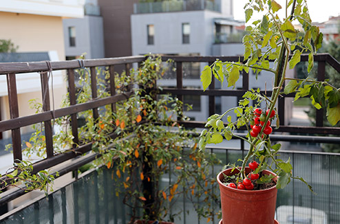 Comment faire un potager sur une terrasse ?
