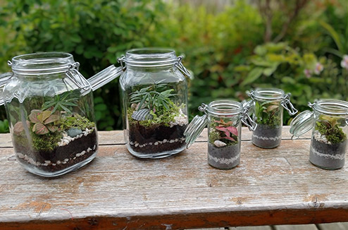 terrarium494.jpg