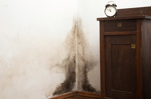 Maison : comment lutter contre les moisissures !