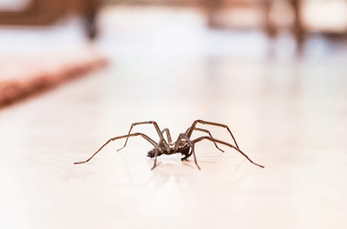 Une araignée sur le sol d'une maison
