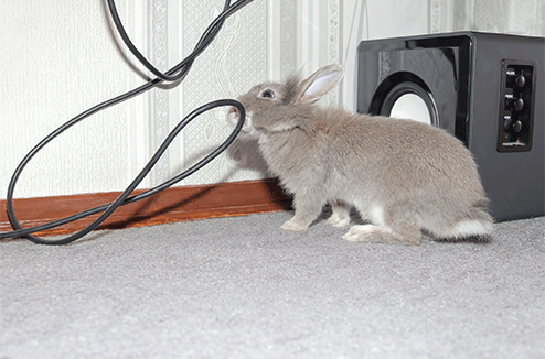 Il est crucial de protéger vos câbles de vos animaux... et inversement ! Un lapin en train de ronger un câble