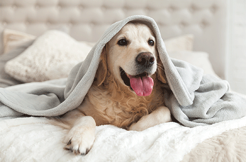 Draps, coussins, couette... on vous explique comment protéger votre literie de vos animaux domestiques