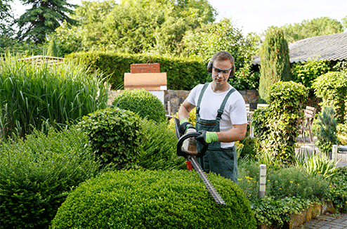 Haies et arbres : comment bien les tailler et quand le faire ?