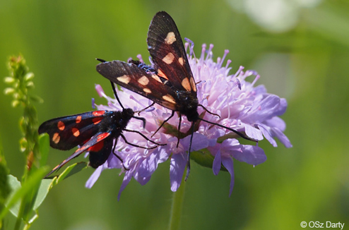 Comment photographier les fleurs et les insectes ?