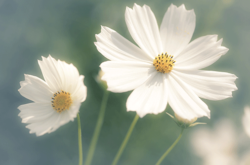 Comment obtenir un effet romantique sur une photo ?