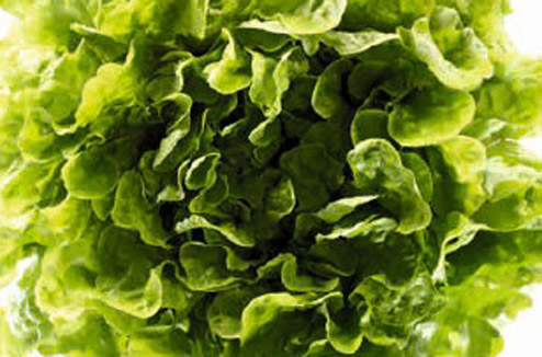 Test : conserver sa salade 3 fois plus longtemps