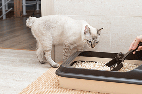 Litière du chat : comment la nettoyer et l'entretenir ?