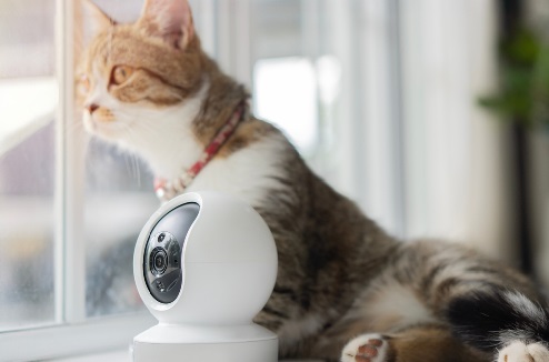 Un chat allongé à côté d'une caméra de surveillance regarde par la fenêtre