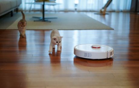Deux chatons s'approchent d'un aspirateur robot qui nettoie un parquet