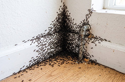 Comment lutter contre une invasion de fourmis ?