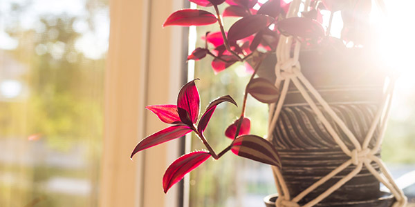 Les suspensions en macram&eacute; sont id&eacute;ales pour mettre en &eacute;vidence ses plantes ! 