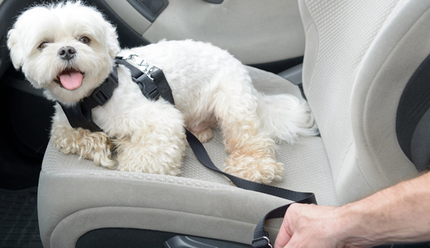 Une ceinture de s&eacute;curit&eacute; pour chien : l'option minimum
