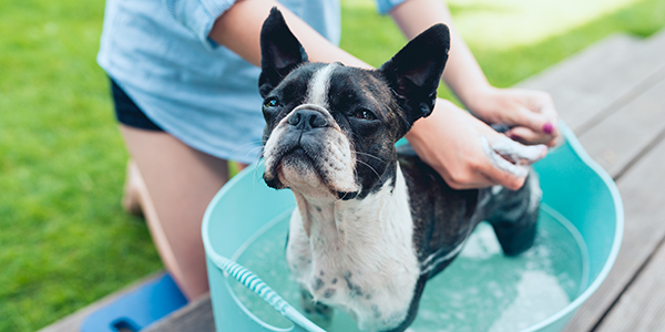 Donnez un bain &agrave; votre animal pour le rafra&icirc;chir !