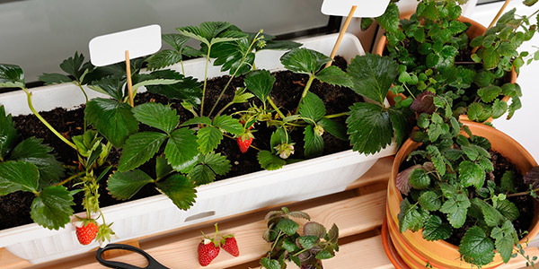 Les fraises poussent aussi sur les balcons !