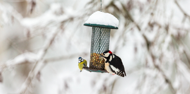 Pour aider les oiseaux &agrave; passer au mieux l'hiver, installer une petite mangeoire dans son jardin est une bonne id&eacute;e !