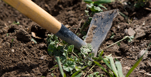 La sarclage reste la solution de choix pour éradiquer les mauvaises herbes.