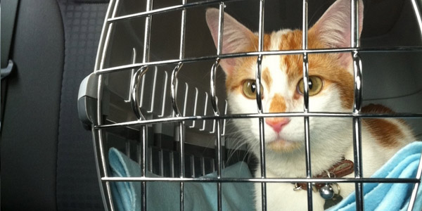 Voyager avec son chat en voiture