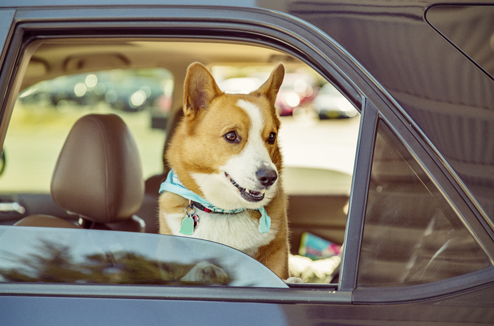 Transport des chiens en voiture : règles, précautions - PagesJaunes