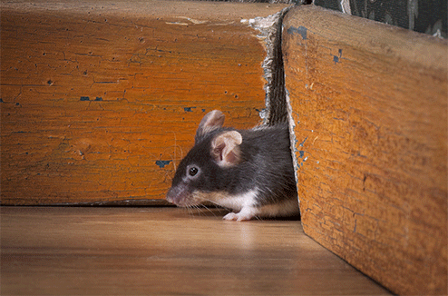 Comment se débarrasser des rats et des souris