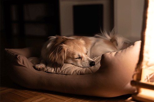 Un chien qui dort dans un panier