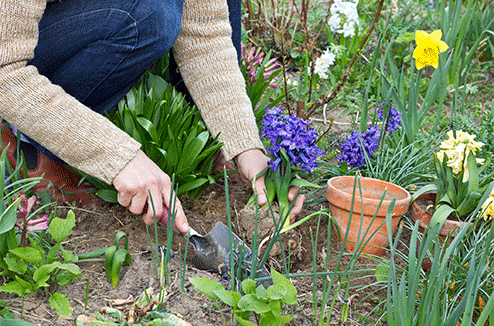 Quels sont les légumes, plantes ou fleurs à planter au printemps ?