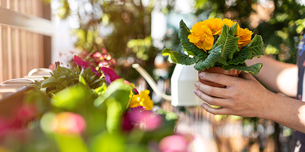 L'exposition de votre balcon va être déterminant dans le choix de vos plantes et légumes. 