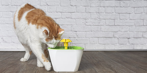 La fontaine à eau pour chat est idéale pour rafraîchir votre animal !