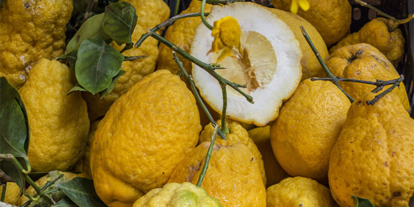 Le fruit du cédrat ressemble à un très gros citron bosselé.