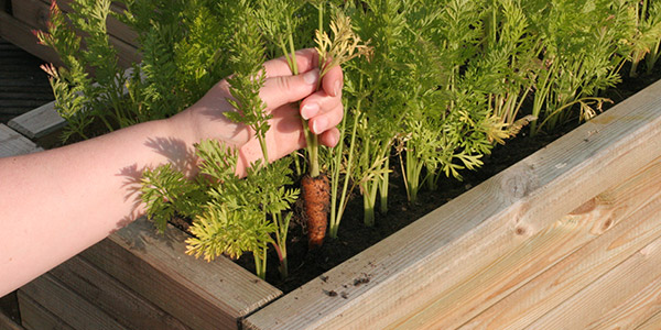 Les petites ou mini carottes peuvent pousser en jardinière