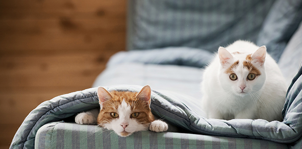 Les chats, pourvoyeurs de poils en profusion sur le canapé !