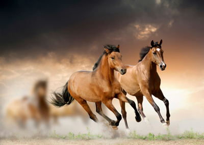 Des chevaux au galop : figer le mouvement