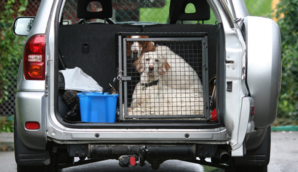 Voyage en voiture : La cage de transport pour votre chien 