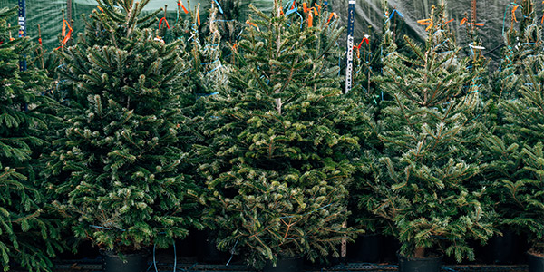 comment choisir et faire durer son sapin de noel darty vous
