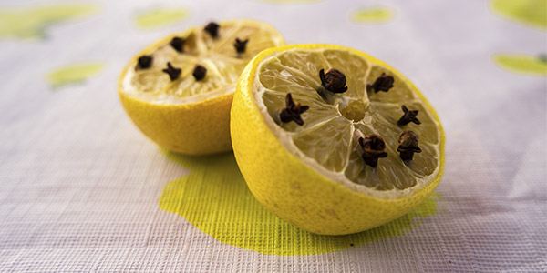 Le citron planté de clous de girofle est un excellent répulsif contre les diptères.