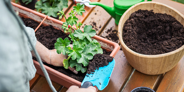 Le compost sert à fertiliser le sol pour obtenir un potager, des plantes et des fleurs robustes et en bonne santé.