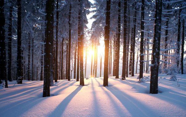 Une forêt enneigée au soleil couchant