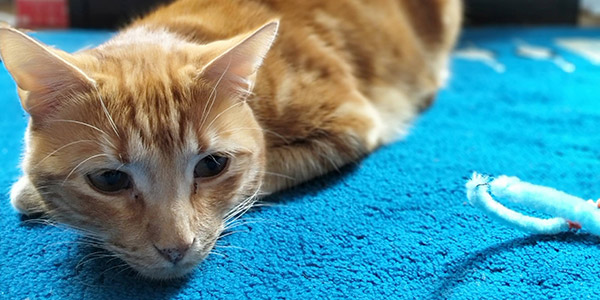 premier site rencontre animaux